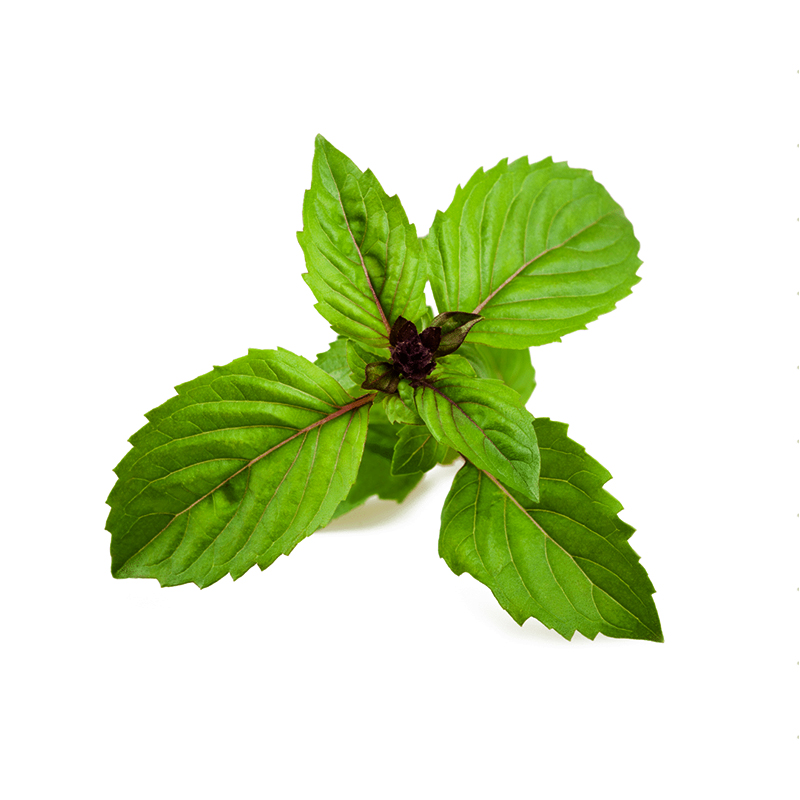 Basilico Cannella