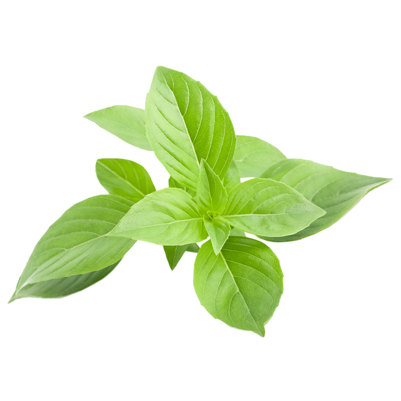 Basilico Greco