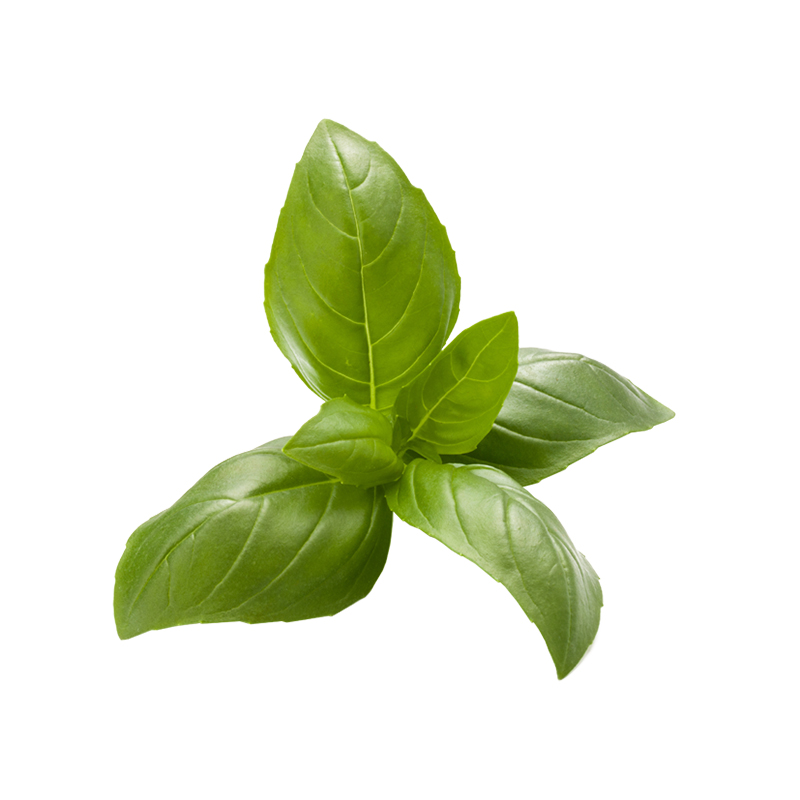 Basilico Italiano