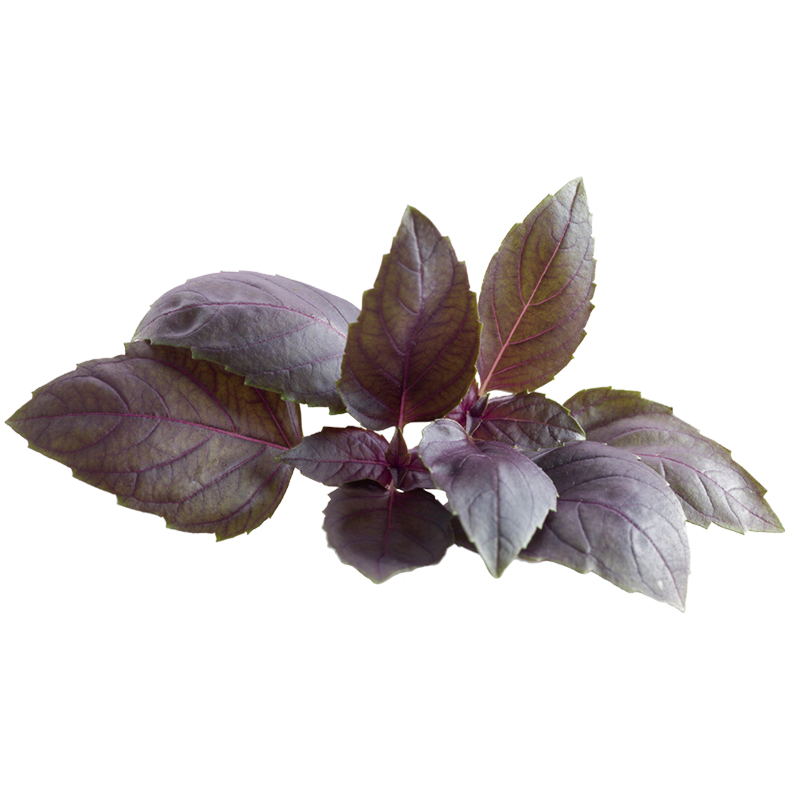 Basilico Rosie